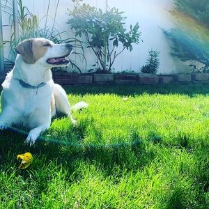 Meet your Posher, Pedro